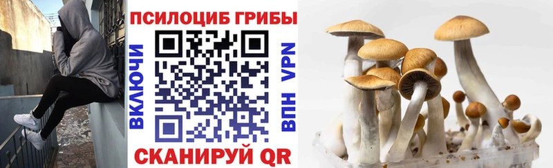 купить наркотики цена сайты даркнета формула Галлюциногенные грибы Cubensis Новотитаровская